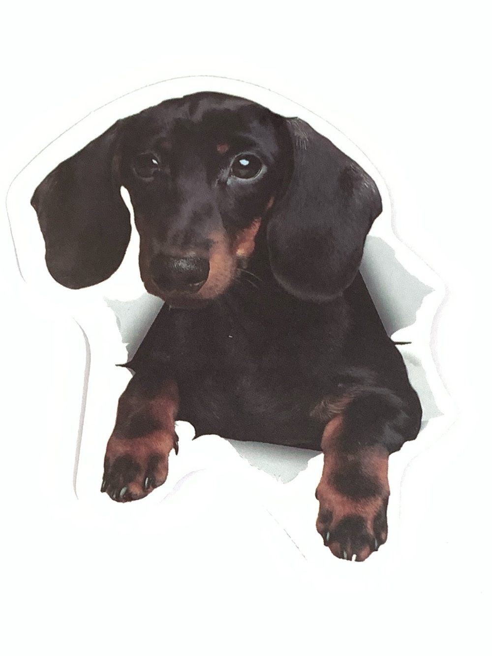 Dachshund Dog Vinyl Sticker